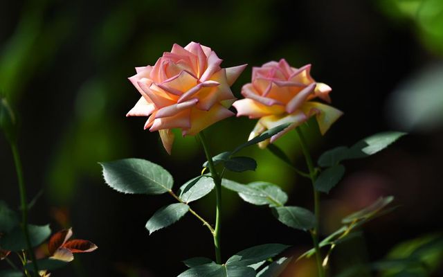 10 Flowers Representing Chinese Culture-rose