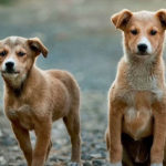 China Top 10 Pet Trading Website