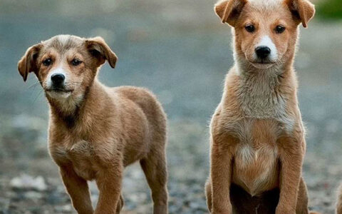 China Top 10 Pet Trading Website