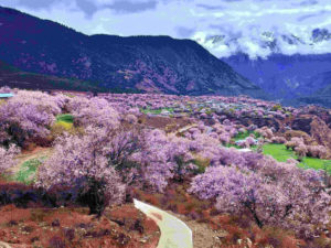 Top 10 Best Places To See Flowers in China
