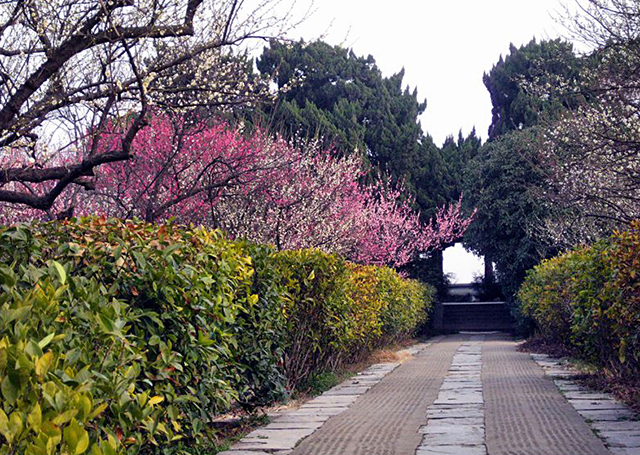 Top 10 Most Beautiful Plum Gardens in China-Nanjing Plum Mountain