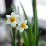 Top 10 Famous Flowers in China