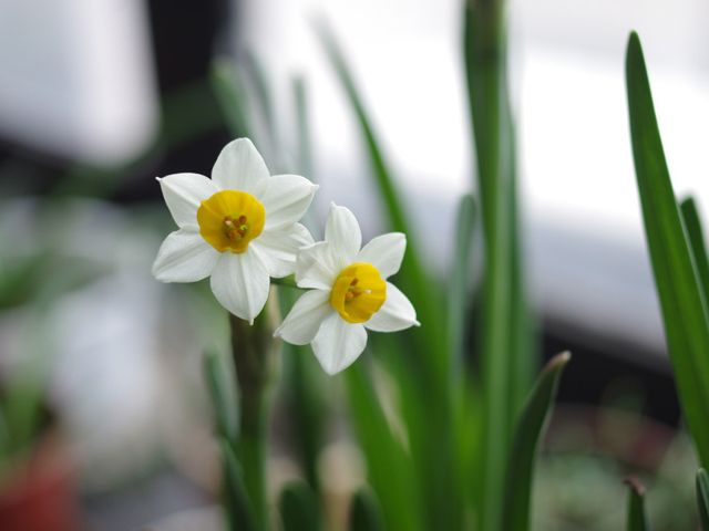 Top 10 Famous Flowers in China