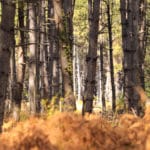 China’s Top 10 Scientific Advances in 2019 10 Most Beautiful Forests in China