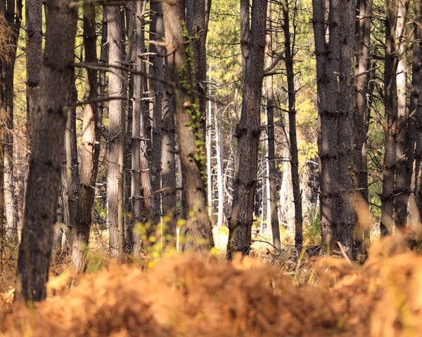10 Most Beautiful Forests in China