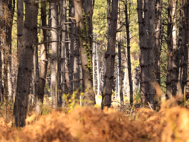 10 Most Beautiful Forests in China