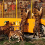 China’s Top 10 Night Market Snack Street Top 10 Wildlife Parks in China