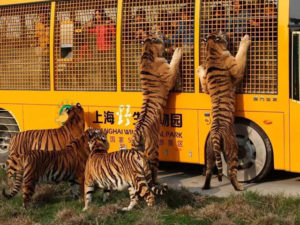 Top 10 Wildlife Parks in China