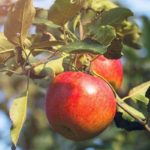 Xi Jinping Calls To Congratulate Dias Canel China's Top 10 Fruit Planting Bases-shannxi