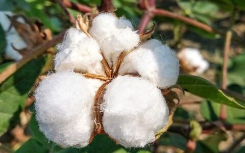 The Characteristics And Advantages Of Xinjiang Long-staple Cotton