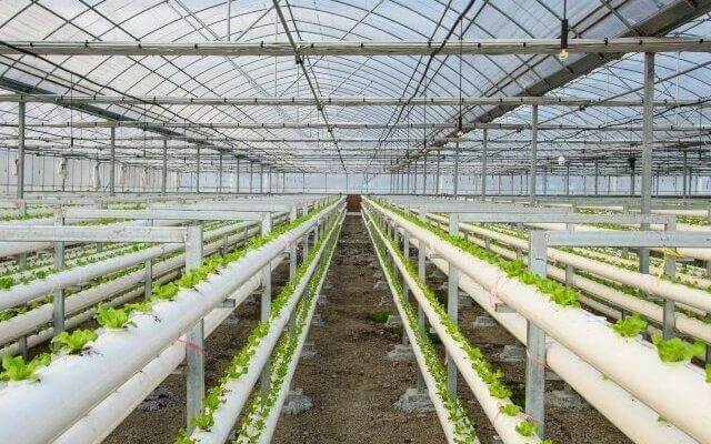 Top 10 Vegetable Planting Bases In China-Pengzhou