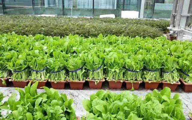 Top 10 Vegetable Planting Bases In China-Shen County