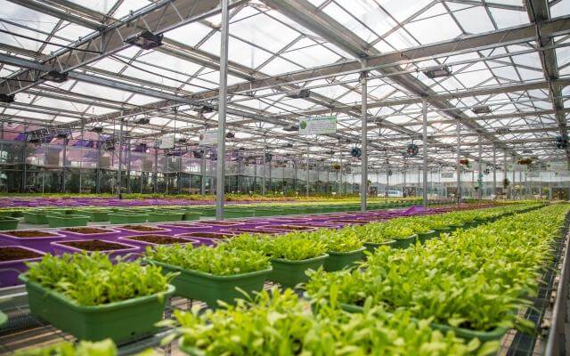 Top 10 Vegetable Planting Bases In China-Zhangbei County