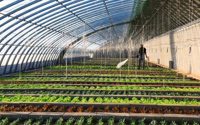 Top 10 Vegetable Planting Bases In China-shouguang