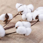 The Characteristics And Advantages Of Xinjiang Long-staple Cotton Where Is China's Cotton Producing Area
