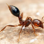 Top Ten Sculptures in China More Than 660 Invasive Alien Species Have Been Discovered Across China