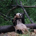 China’s Covid-19 Vaccine Has 100% Critical Illness Protection List Of China's First National Parks