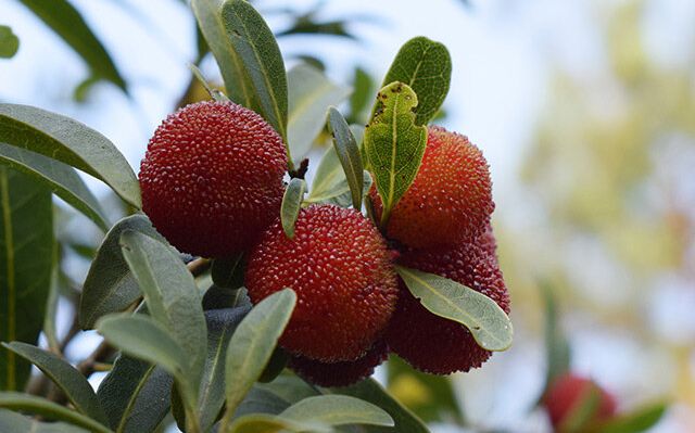 Top 10 Bayberry Producing Areas in China