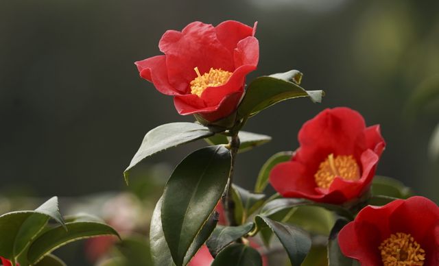 10 Flowers Representing Chinese Culture-Camellia