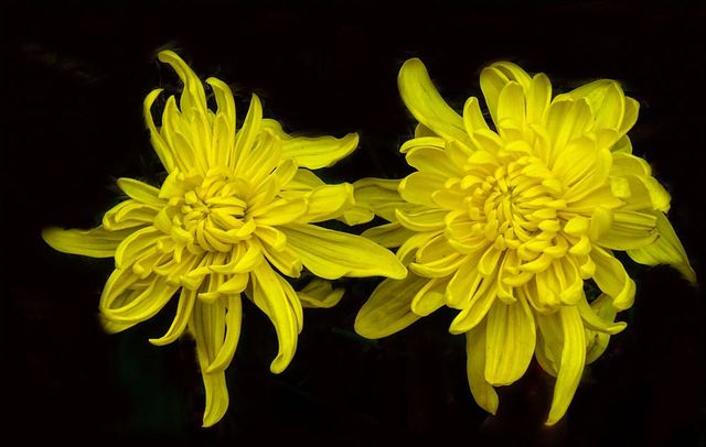 10 Flowers Representing Chinese Culture-Chrysanthemum