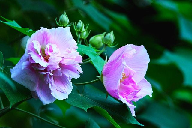 10 Flowers Representing Chinese Culture-Hibiscus