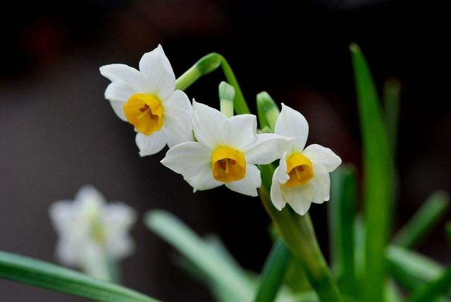 10 Flowers Representing Chinese Culture-Narcissus