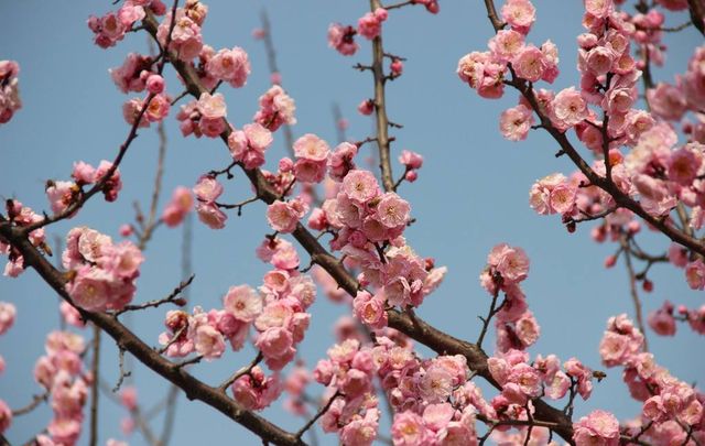 10 Flowers Representing Chinese Culture-Plum blossoms