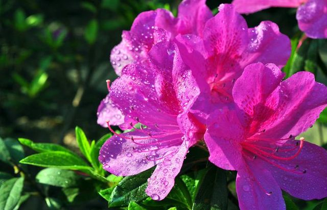 10 Flowers Representing Chinese Culture-Rhododendron