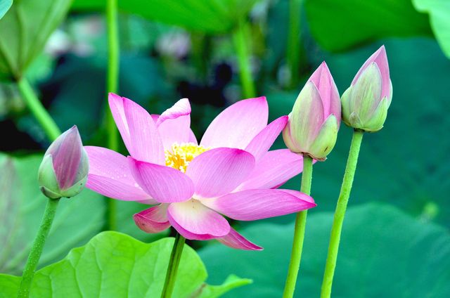 10 Flowers Representing Chinese Culture-lotus