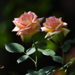 Top 10 Famous Flowers in China 10 Flowers Representing Chinese Culture-rose