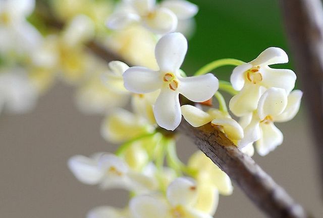 Top 10 Famous Flowers in China-Osmanthus