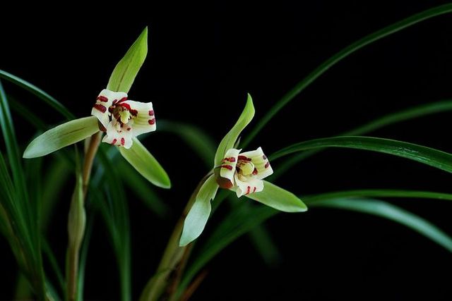 Top 10 Famous Flowers in China-orchid