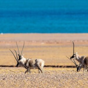 The Number Of Tibetan Antelope In China Has Increased To About 300000