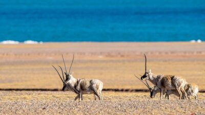 The Number Of Tibetan Antelope In China Has Increased To About 300000