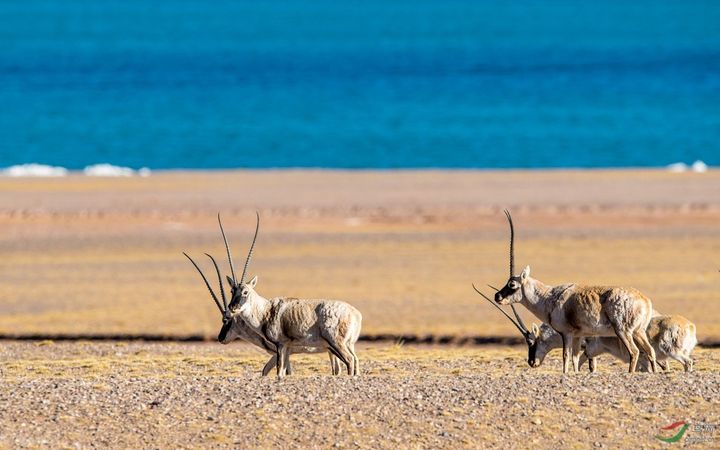 The-Number-Of-Tibetan-Antelope-In-China-Has-Increased-To-About-300000-1