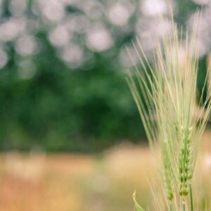 Twenty-four Solar Terms In China