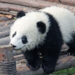 Top 10 Most Beautiful Churches in China Top 10 Famous Things in China-The Pandas