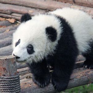 Top 10 Famous Things in China-The Pandas