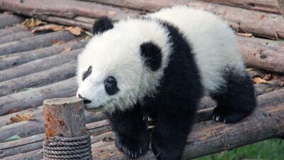 Top 10 Famous Things in China-The Pandas
