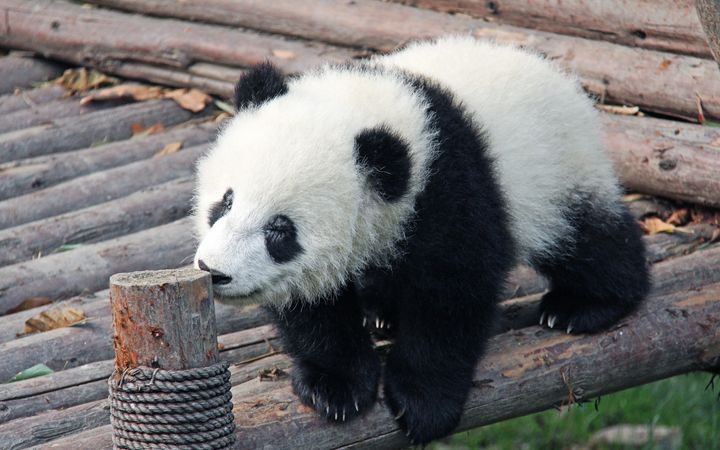 Top 10 Famous Things in China-The Pandas