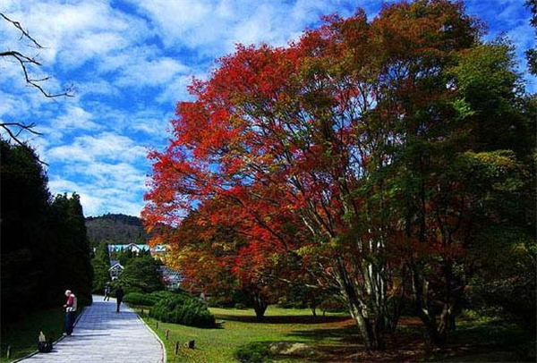 Top 10 Botanical Gardens in China-8