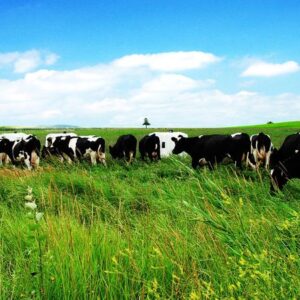 Top Ten Most Beautiful Ranch in China