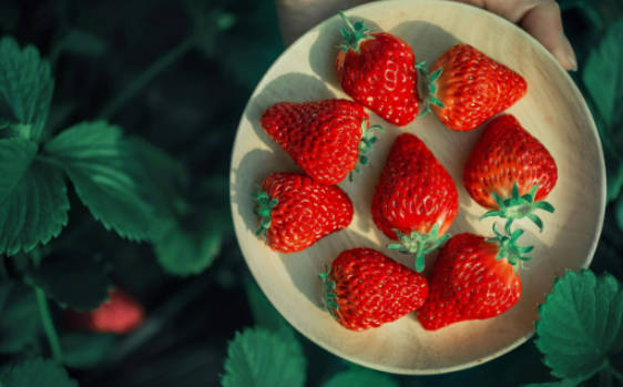Top 10 Strawberry Producing Areas In China