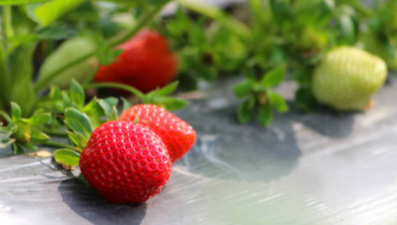 Top 10 Strawberry Producing Areas In China