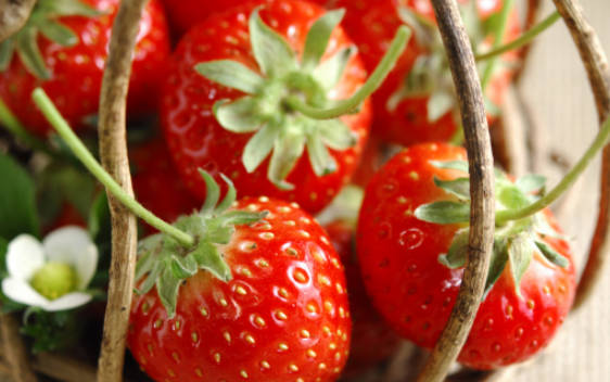 Top 10 Strawberry Producing Areas In China