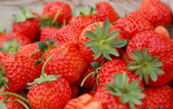 Top 10 Strawberry Producing Areas In China