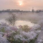 Top Ten Rapeseed Flower Fields in China Top 10 Places To Enjoy Cherry Blossoms In China-wuhan