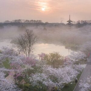 Top 10 Places To Enjoy Cherry Blossoms In China-wuhan