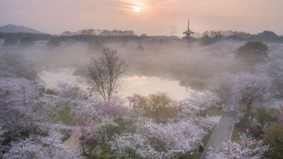 Top 10 Places To Enjoy Cherry Blossoms In China-wuhan