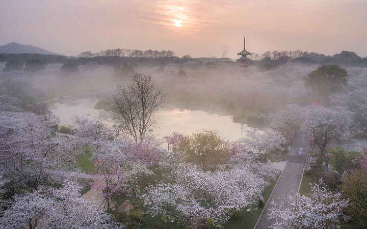 Top 10 Places To Enjoy Cherry Blossoms In China-wuhan